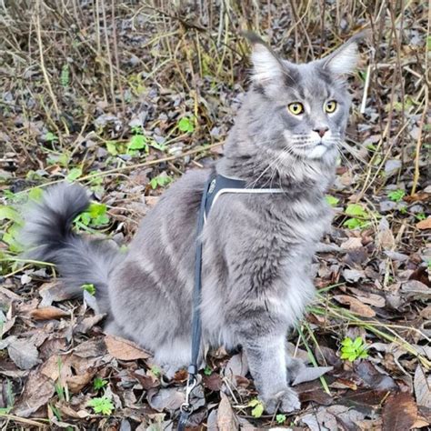 21 Blue Tabby Maine Coon Cats Youll Want To Adopt