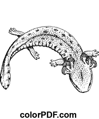 Axolotl Salamandra Realistica Disegni Da Colorare E Libri In Pdf