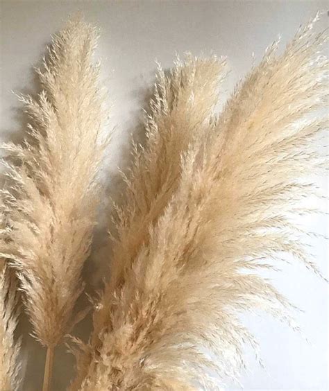 5 Extra Large Dried Pampas Grass 4ft Dried Flowers For Etsy