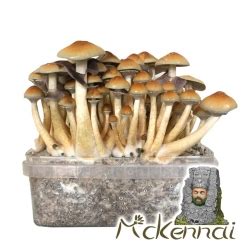 Mckennaii Paddo Grow Kit Krachtige Psilocybe Cubensis Next Level