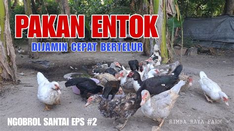 Pakan Entok Biar Cepat Bertelur Ngobrol Santai Eps 2 YouTube