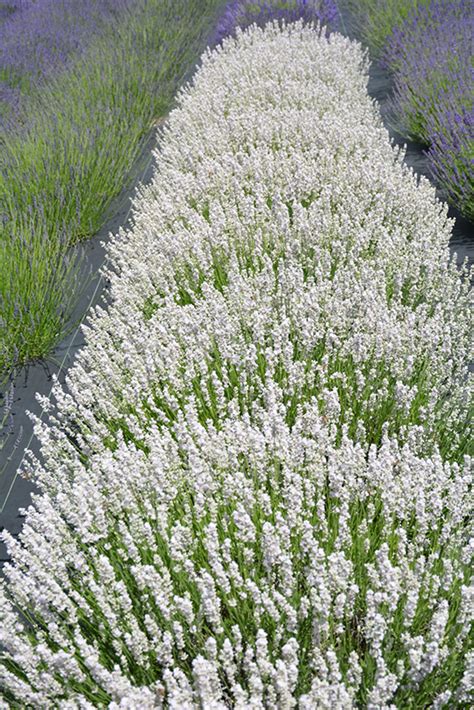 Melissa Lavender Lavandula Angustifolia Melissa In Orange County