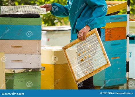 Beekeeper Holds Queen Excluder Stock Photo Image Of Frame Equipment