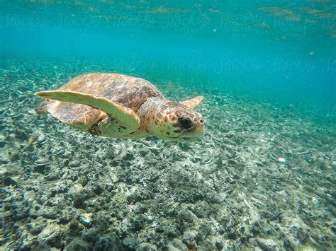 Sea Turtle Swimming In Blue Waters Above Hundreds Of Conch Shells By