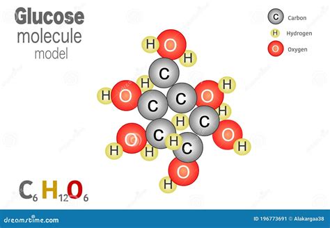 Glucose Molecule Model Molecule Is Formed From 6 Carbon Atoms 12