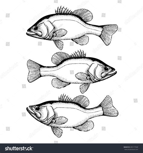 Largemouth Bass Fish Hand Drawn Outline Stock Vector Royalty Free