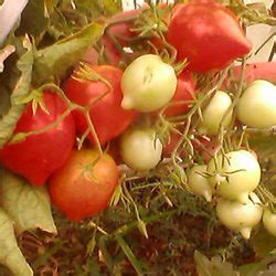 Томат Юбилейный Тарасенко: описание сорта, ОТЗЫВЫ (50), фото