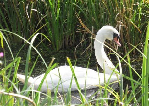 Mute Swan 20220828 Uk Nfk Buckenham Marshes Plantpollinator Flickr