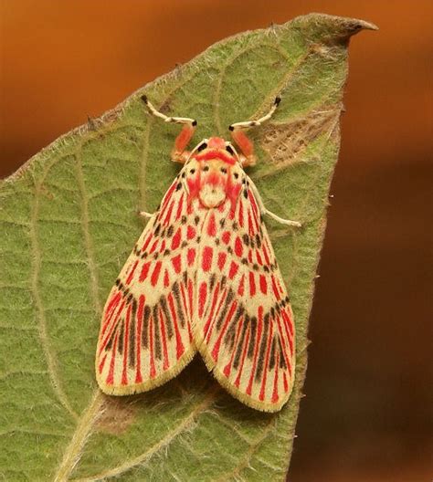 SINOBUG Nolid Moth Narangodes Sp Chloephorinae Beautiful Bugs