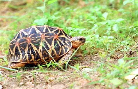 Indian Star Tortoise 101: Care, Size, Habitat & More!