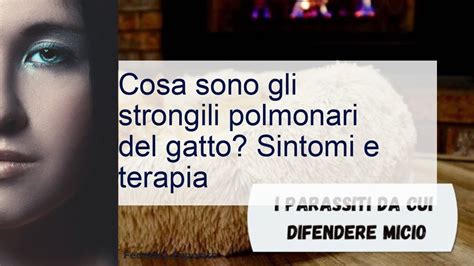 Strongili Polmonari Del Gatto Sintomi E Terapia YouTube