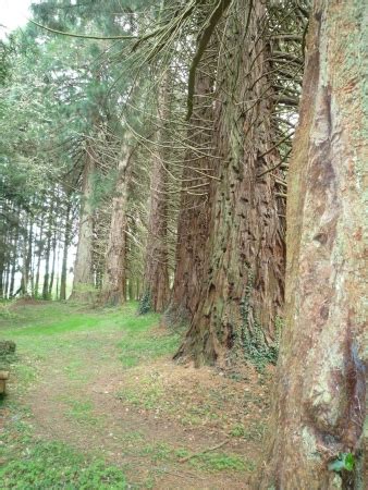 D Couvrez Les Arbres Remarquables Du Morbihan L Automne