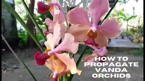 How To Propagate Vanda Orchids Tips On Dividing Vanda Orchids Youtube