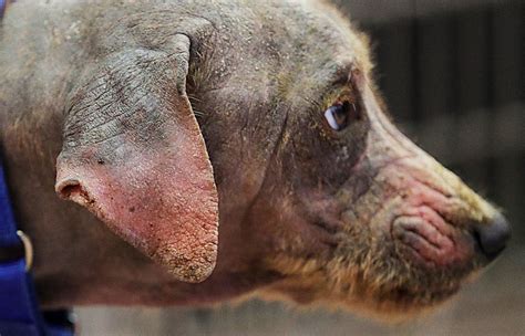 Sarna em cachorro o que é sintomas e como tratar