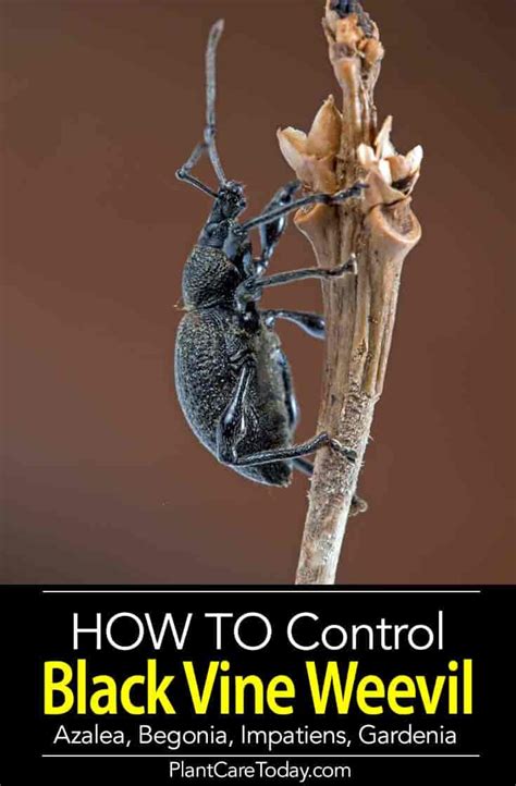 Black Vine Weevil Beetles And Larvae Control How To