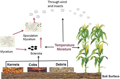 Control Of Aflatoxin Production Using Herbal Plant Extract Intechopen