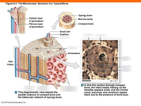 Microscopic Structure Of Bone Diagram Diagram Quizlet