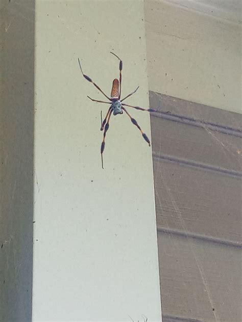 Trichonephila Clavipes Golden Silk Orb Weaver In Summerville South