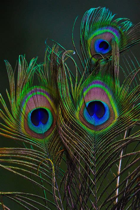 Peacock Feather Phone Wallpaper - 14