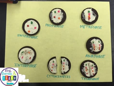 Beg Borrow And Teach Using Sweets To Teach Mitosis And Meiosis