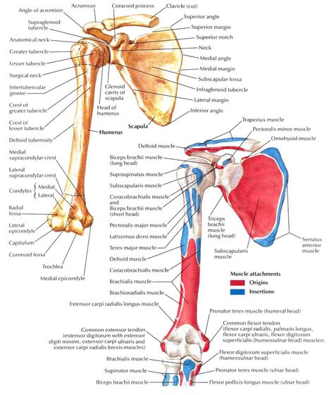 Scapula Anterior Viewing Gallery