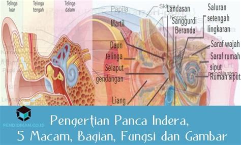 Begini Ya Cara Kerja Indra Pendengaran Lengkap Merawat