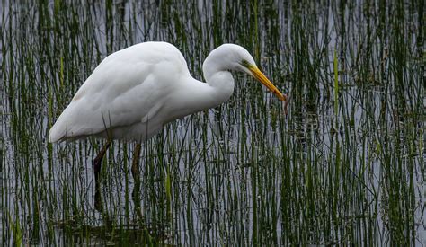 Grande Aigrette Ardea Alba Great Egret Paul PORRAL Flickr