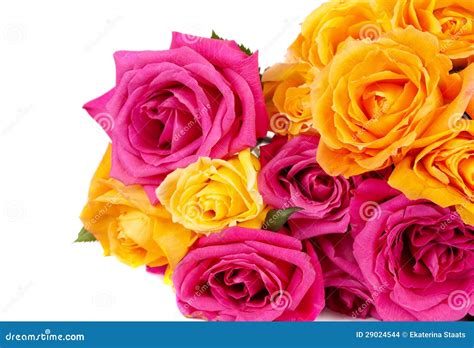 Mixed pink and yellow rose stock photo. Image of petal - 29024544