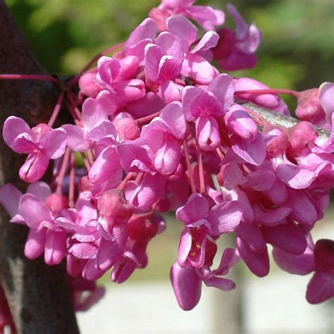 Buy American Redbud Cercis Canadensis Lavender Twist Covey Pbr £