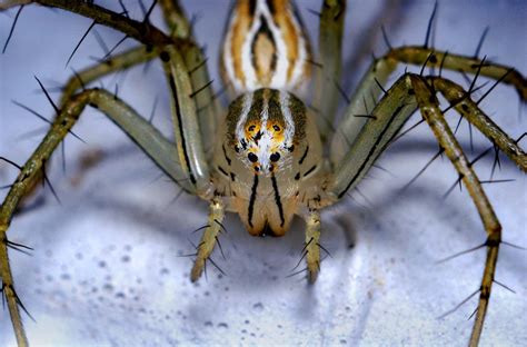 M S Tama Os Female Striped Lynx Spider Oxyopes Salticus Flickr