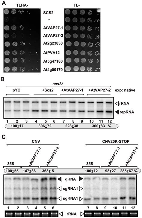 Six Arabidopsis Vap Proteins Interact With The Tbsv P Replication