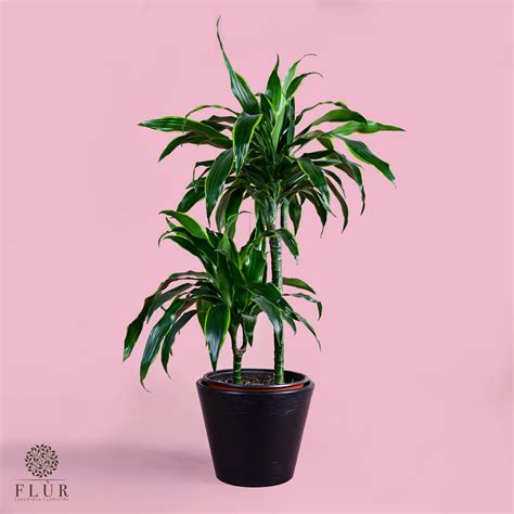 Dracaena Fragrans Flùr Florsitry