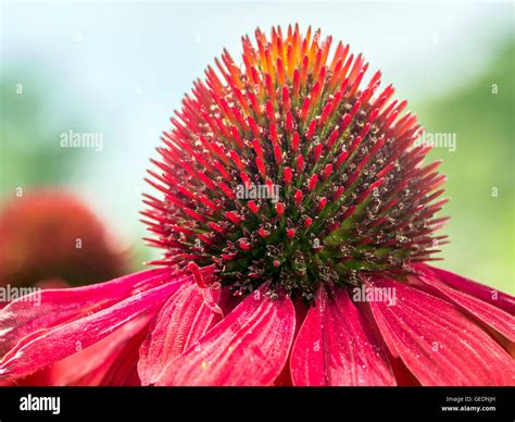 Echinacea Spring Hi Res Stock Photography And Images Alamy