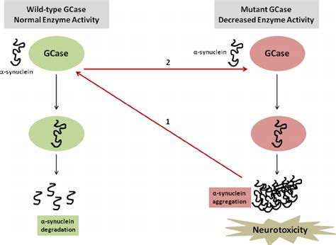 Overview Of Possible Mechanisms Underlying Gba Associated Pd Under