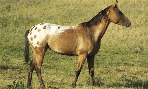 The Nez Perce Horse | Horses, Native american horses, Horse breeds