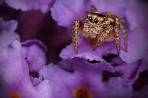 Premium Photo Jumping Spider On The Rich Purple Flower In A Dark