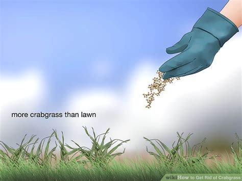 How To Get Rid Of Crabgrass 15 Steps With Pictures Wikihow