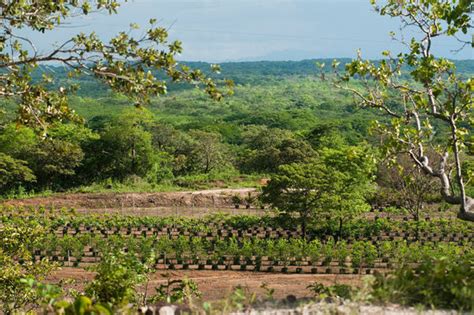 Cocobolo Tree Farm | Home