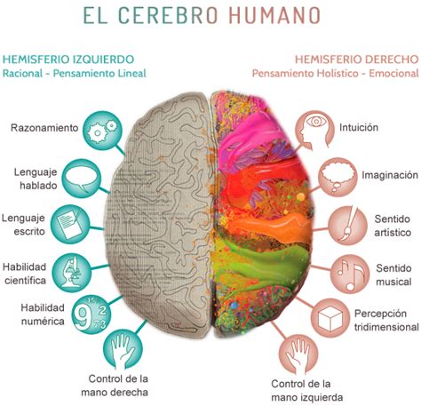 Aprende A Usar Los Dos Hemisferios De Tu Cerebro Con Tres Ejercicios