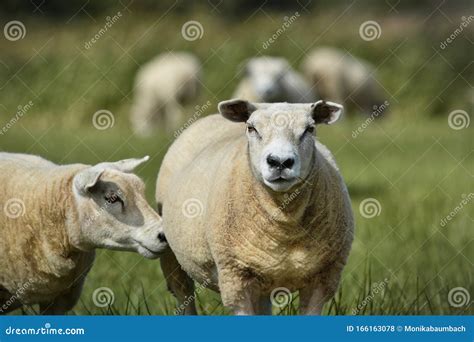 Texel Sheep, a Heavily Muscled Breed of Domestic Sheep from the Texel ...