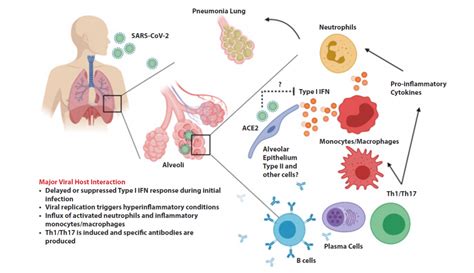 Respuesta del sistema inmune en la infección por SARS CoV 2 Blog Palex