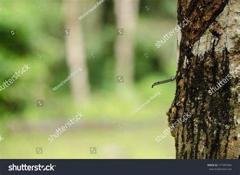 Rubber Tree Harvesting Methodnormally Rubber Tapper Stock Photo