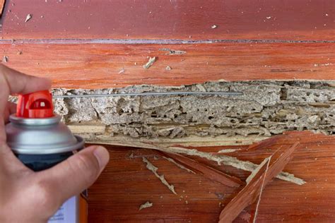 Termite Damage Vs. Wood Rot: Telling the Difference - Archute