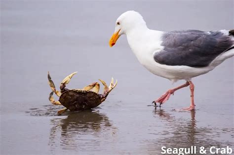 What Eats Crabs? 11 Animals That Eat Crabs! - Animal Quarters