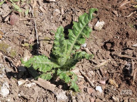 It is Canada thistle, not Canadian thistle . . . | UNL Beef