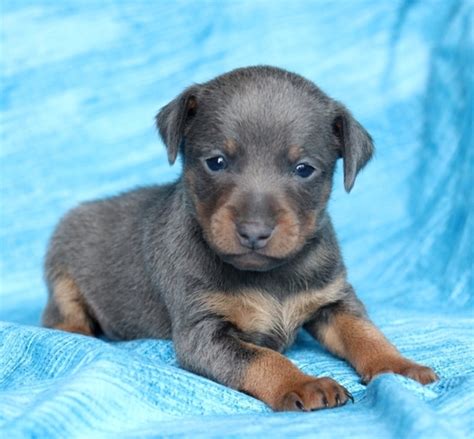 Blu Female Akc Purebred Min Pin Exotic Miniature Pinschers