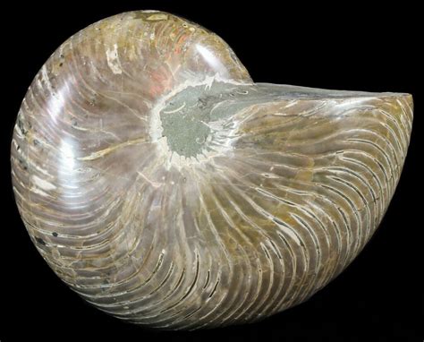 8.3" Polished Nautilus Fossil - Huge Specimen! (#61348) For Sale - FossilEra.com