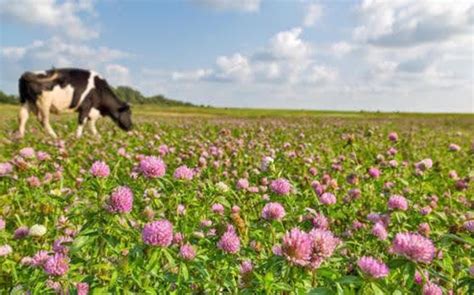 Кормовые травы