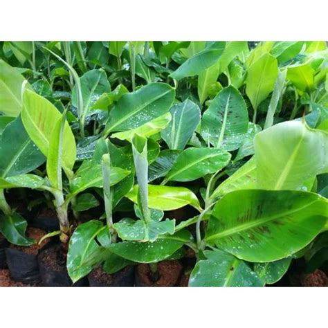 Jual Bibit Pohon Pisang Janeng Shopee Indonesia