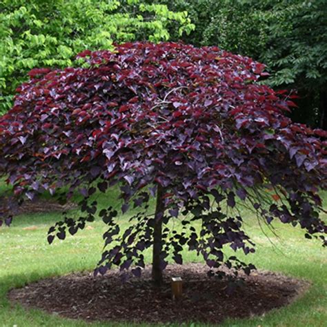 Redbud Ruby Falls Weeping 202 Tree Center